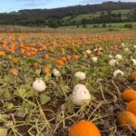 Pumpkins