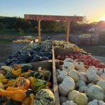 Pumpkins 2026