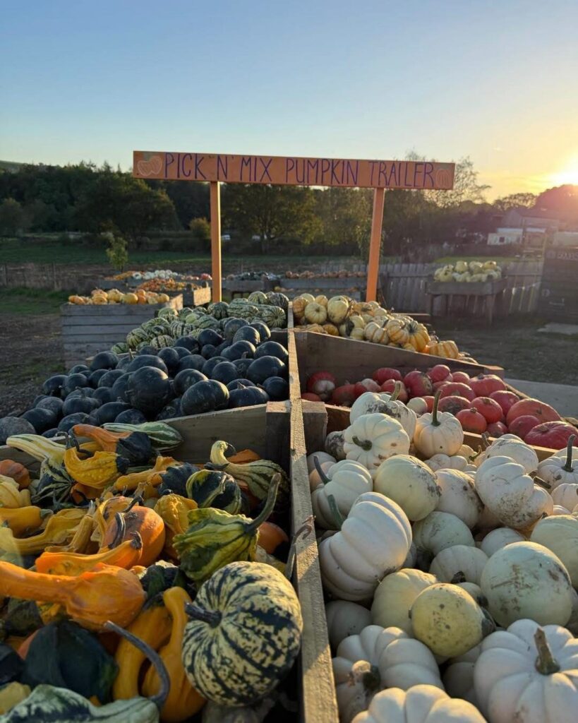 Pumpkins 2026