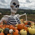 Pumpkins 2026