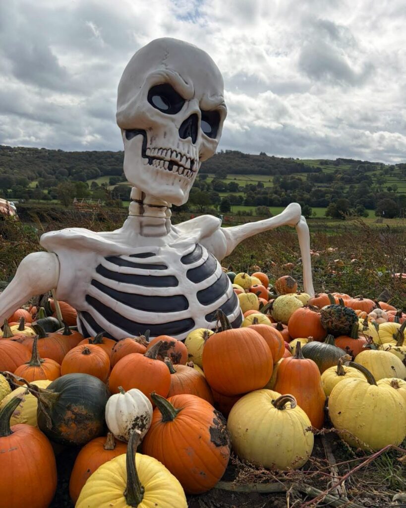 Pumpkins 2026