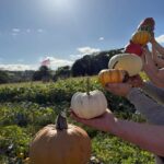 Pumpkins 2026