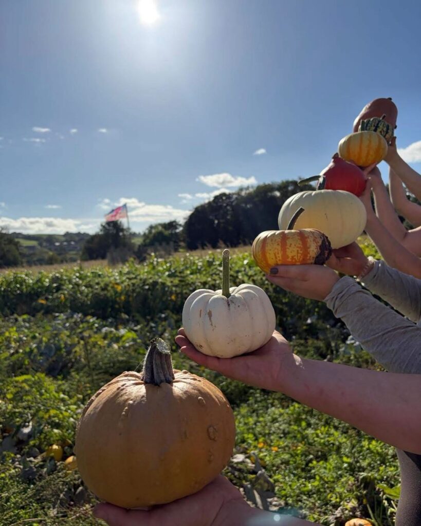 Pumpkins 2026
