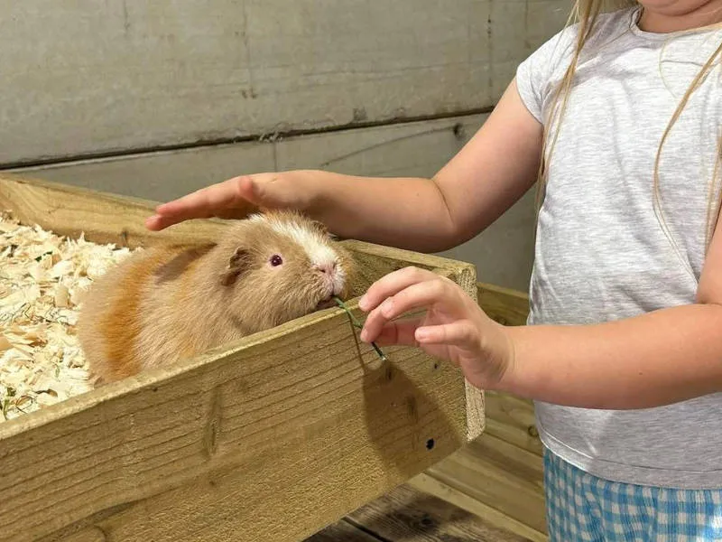 Guinea Pig & Rabbit Petting 