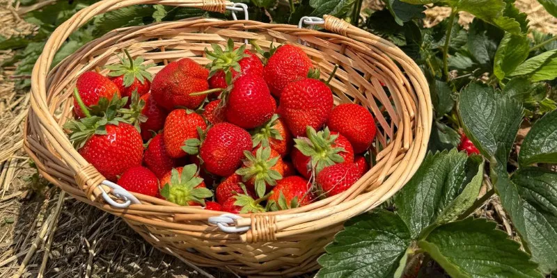 PYO Strawberries