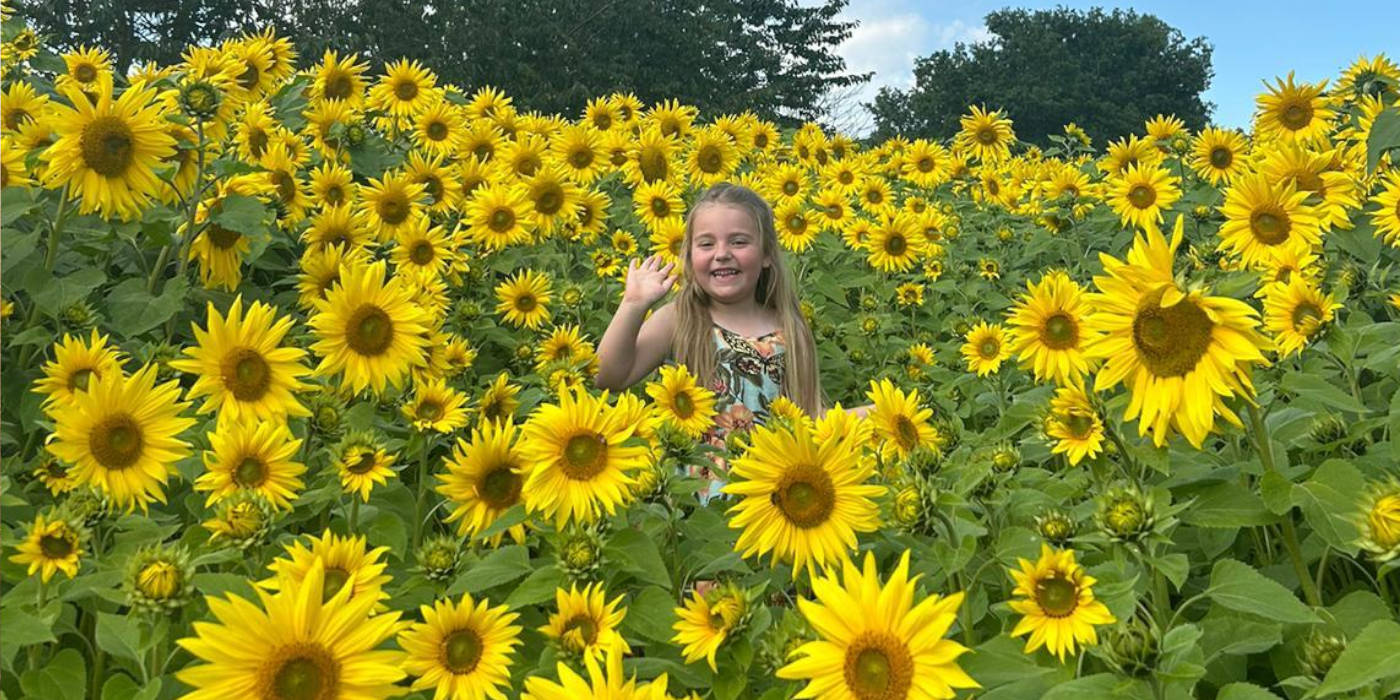 Sunflower Field