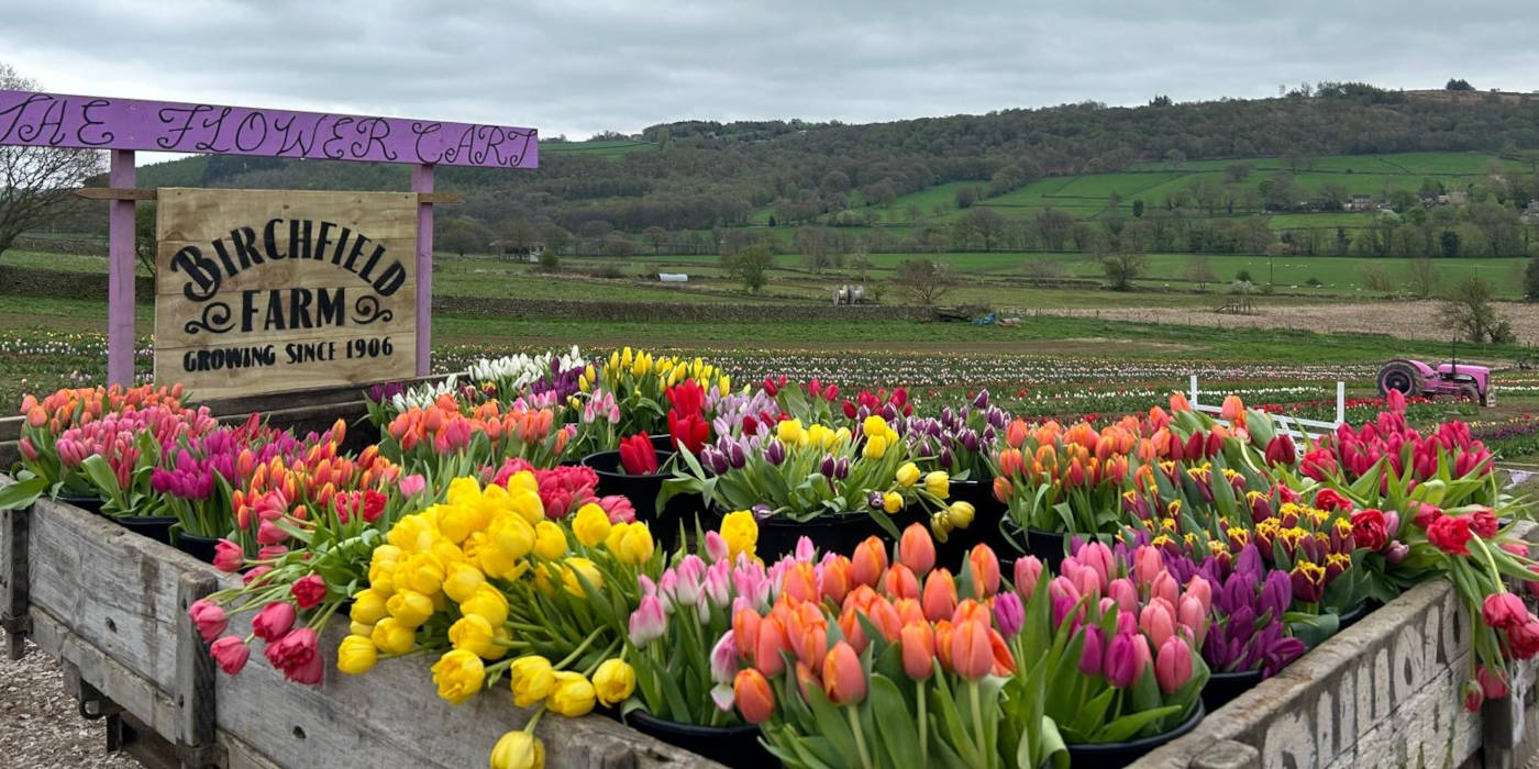 Tulips 