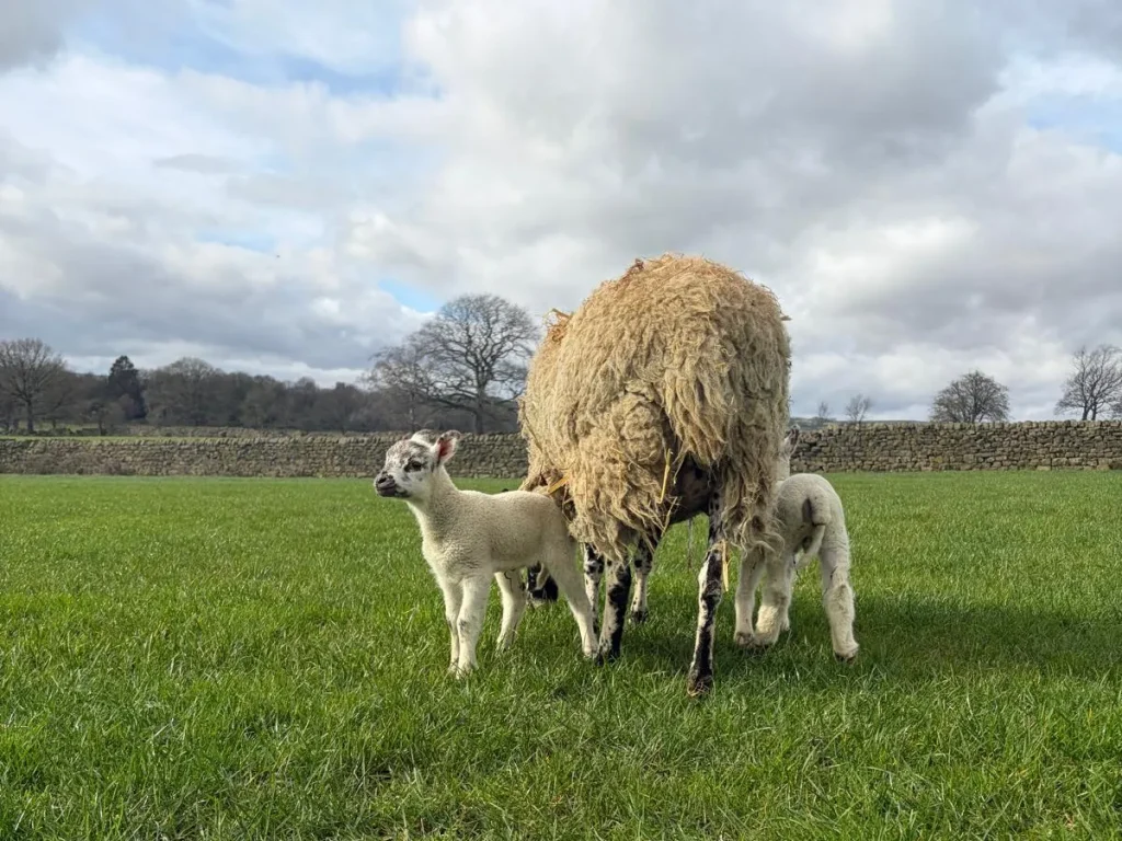 Lambing Landscape 1 1