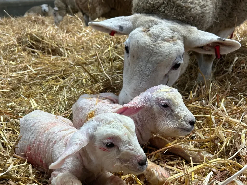 Lambing Landscape 2