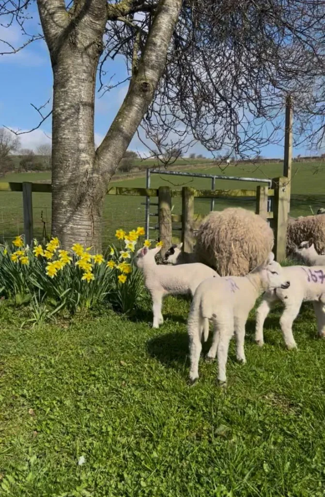 Lambing Portrait 1