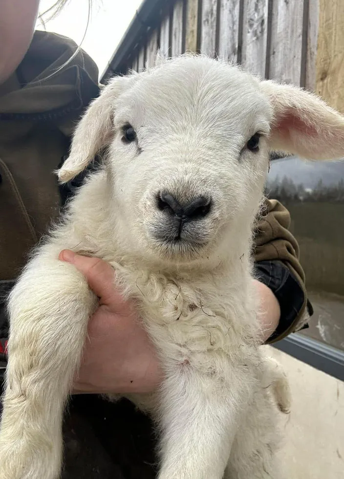 Lambing Portrait 2