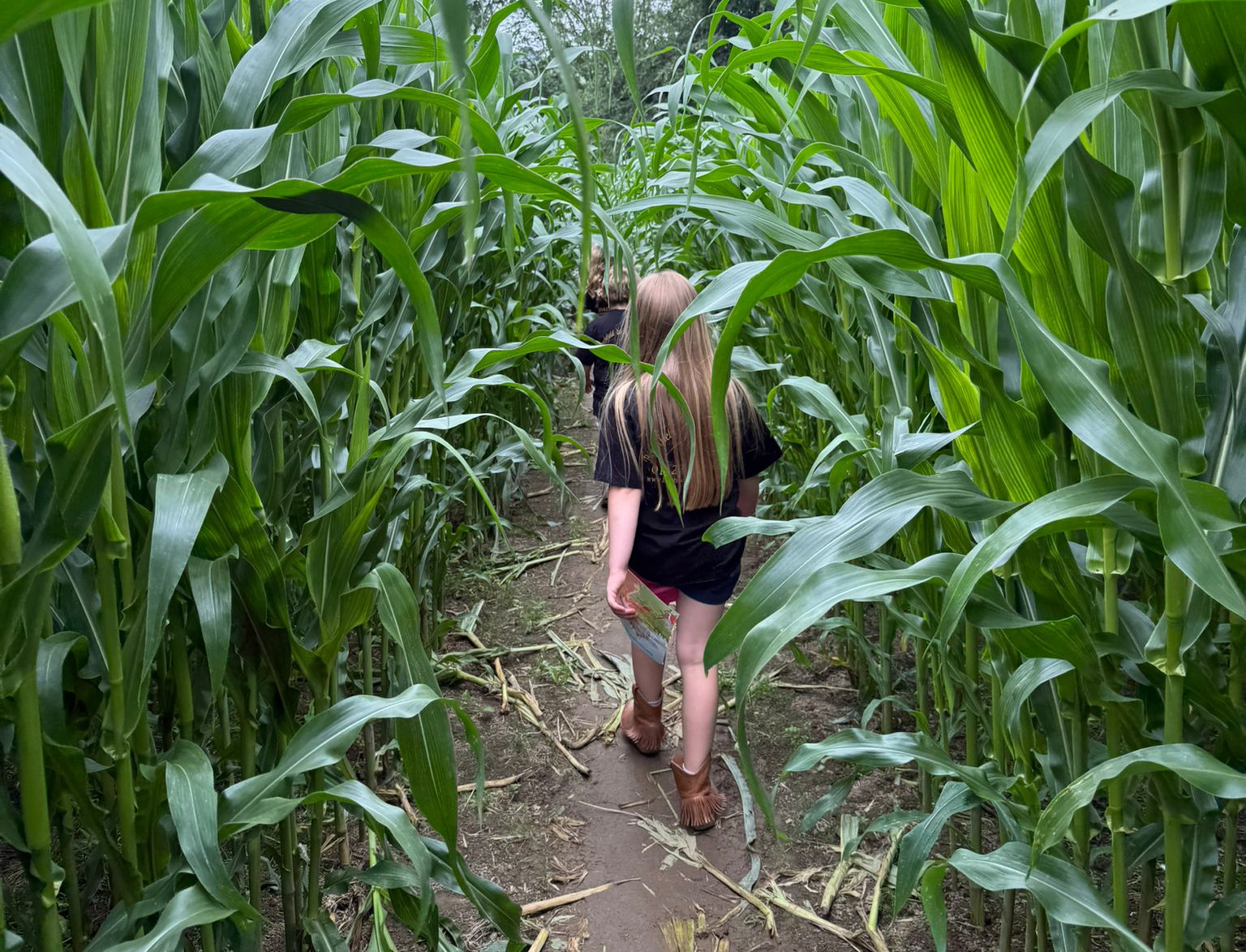 Maize Landscape 1