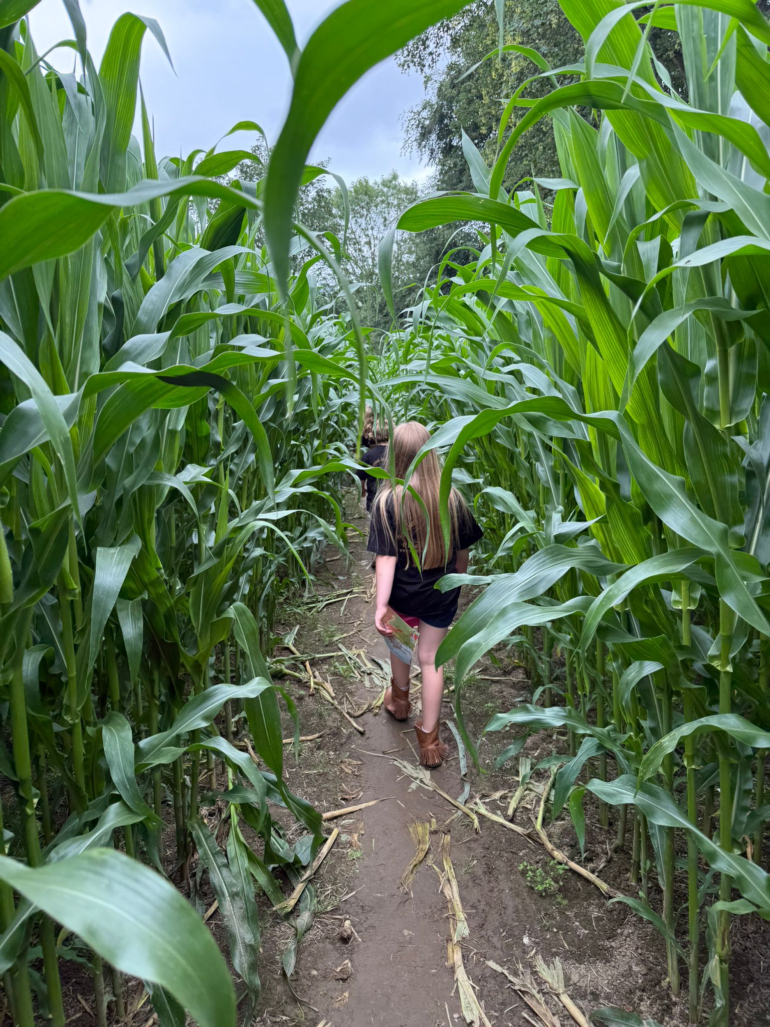 Maize Portrait 1