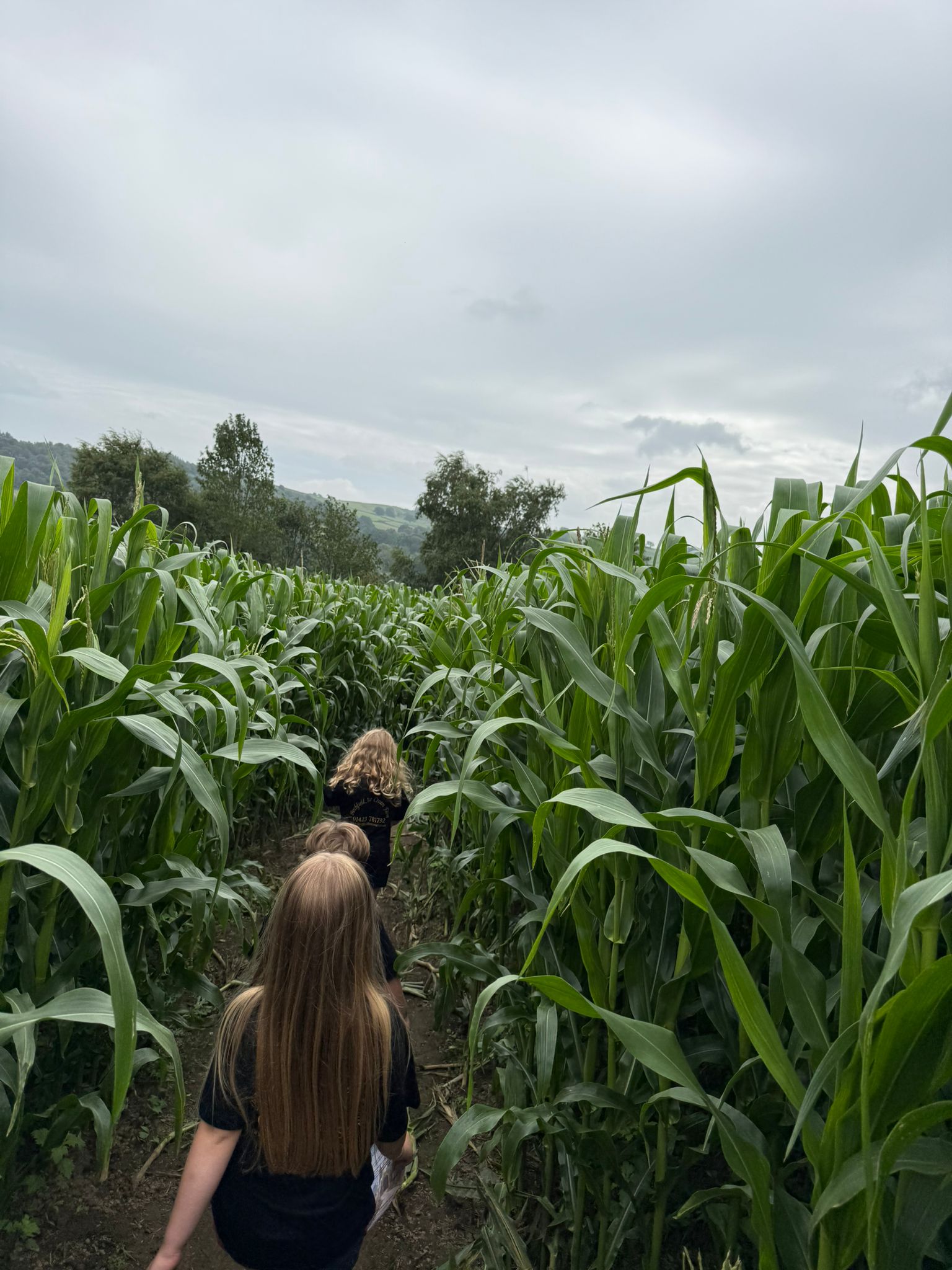 Maize Portrait 2