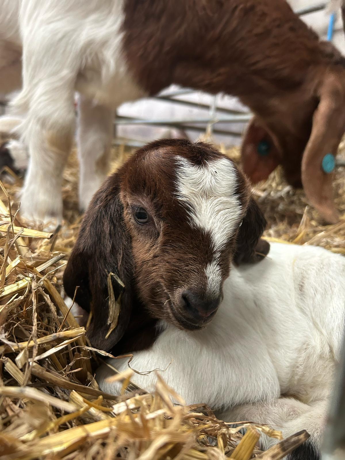 Our Farm Portrait 4
