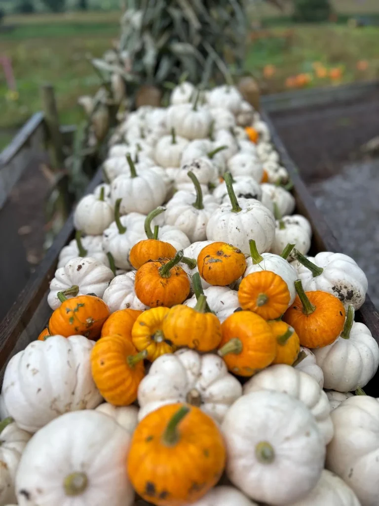 Pumpkin Portrait 2