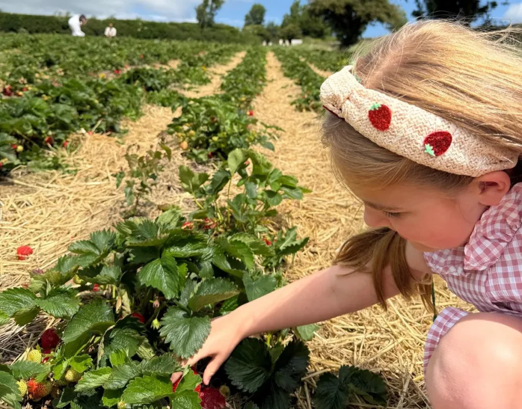 Strawberries Landscape 1