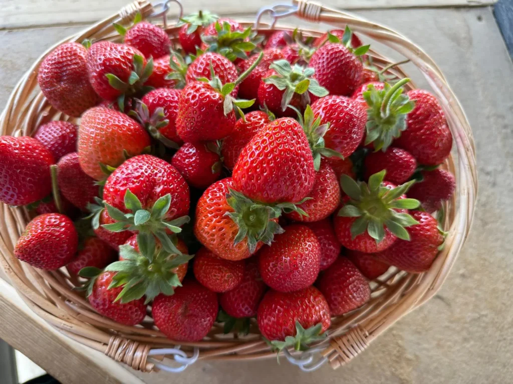 Strawberries Landscape 2