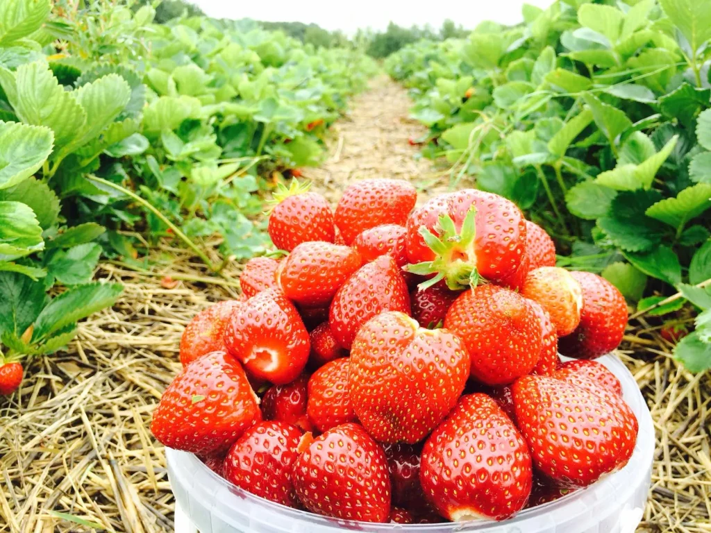 Strawberries Landscape 3