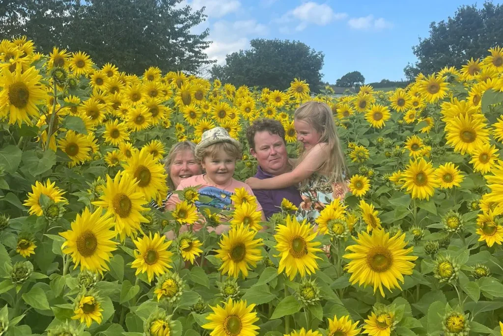 Sunflowers Landscape 1