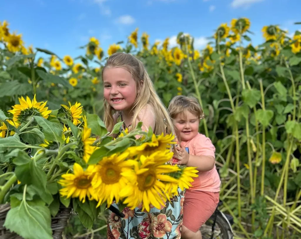 Sunflowers Landscape 2