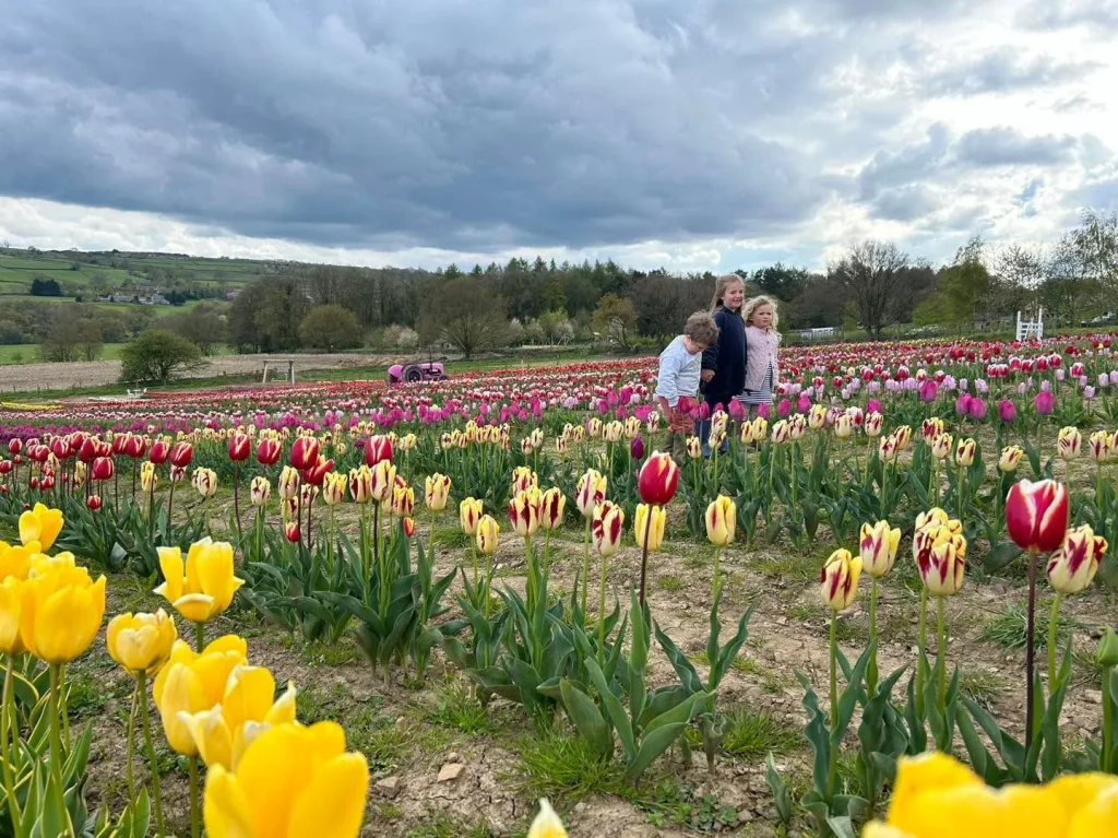 Tulips Landscape 1