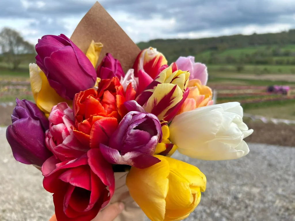 Tulips Landscape 2