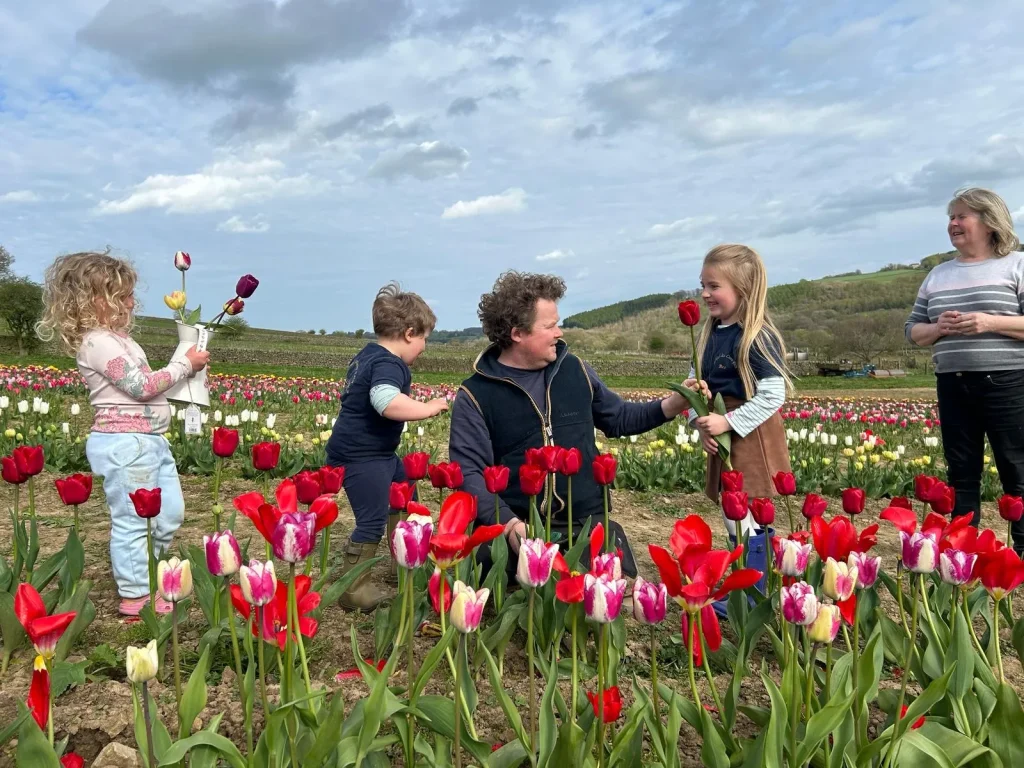Tulips Landscape 3