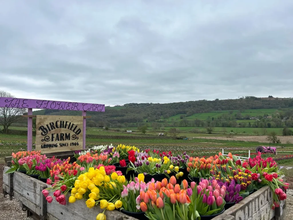 Tulips Landscape 5