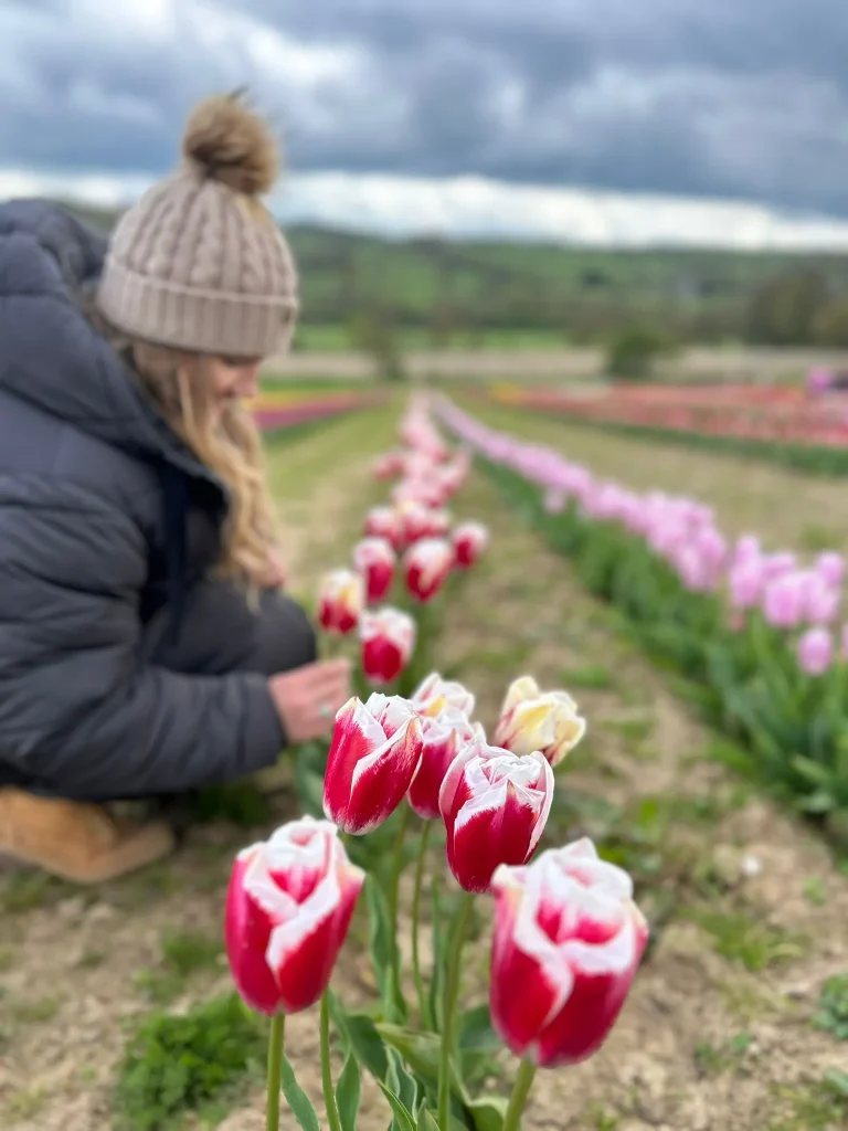 Tulips Portrait 1