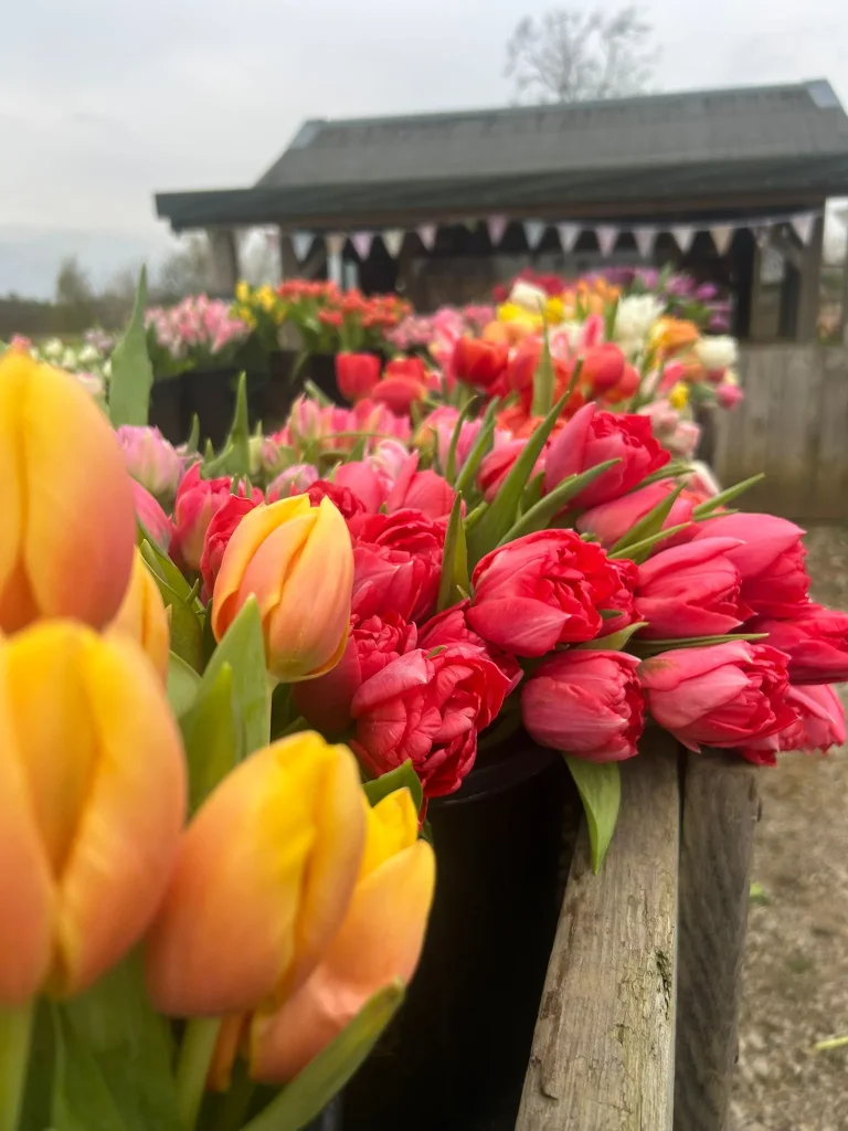 Tulips Portrait 3