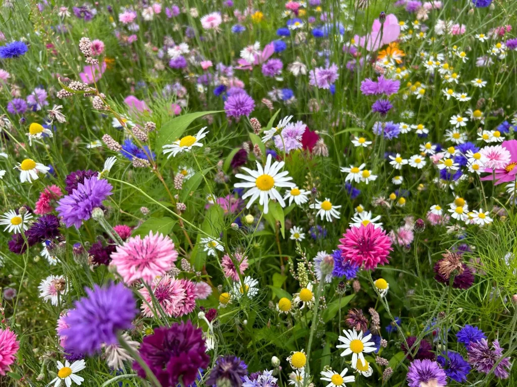 Wildflowers Landscape 2