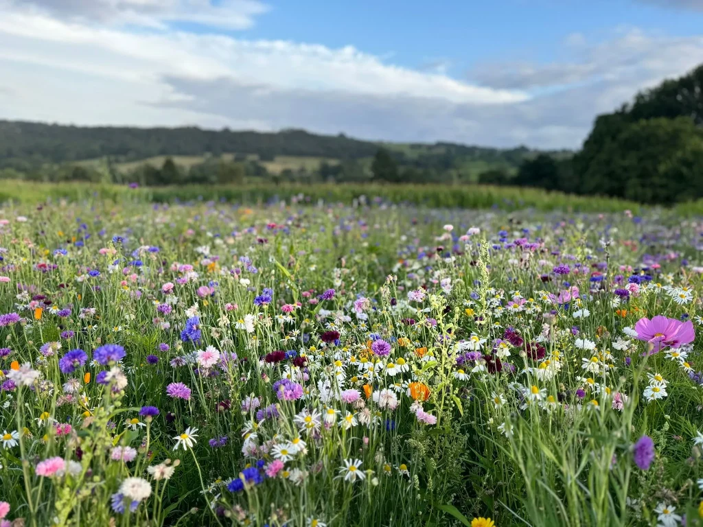 Wildflowers Landscape 3
