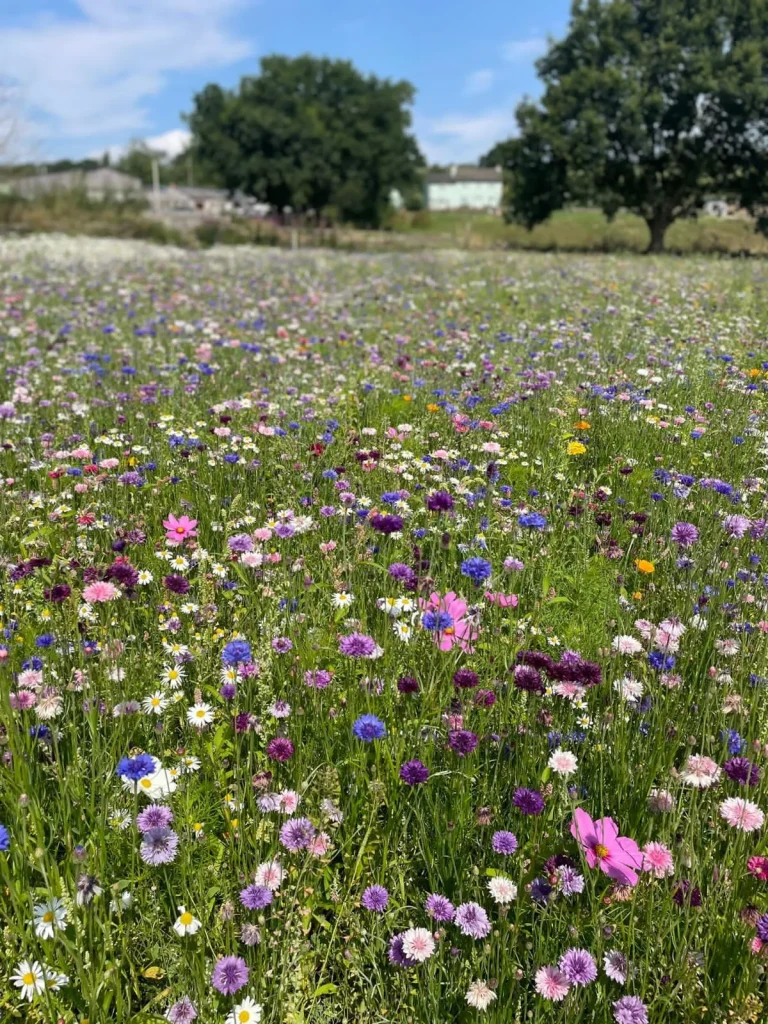 Wildflowers Portrait 2