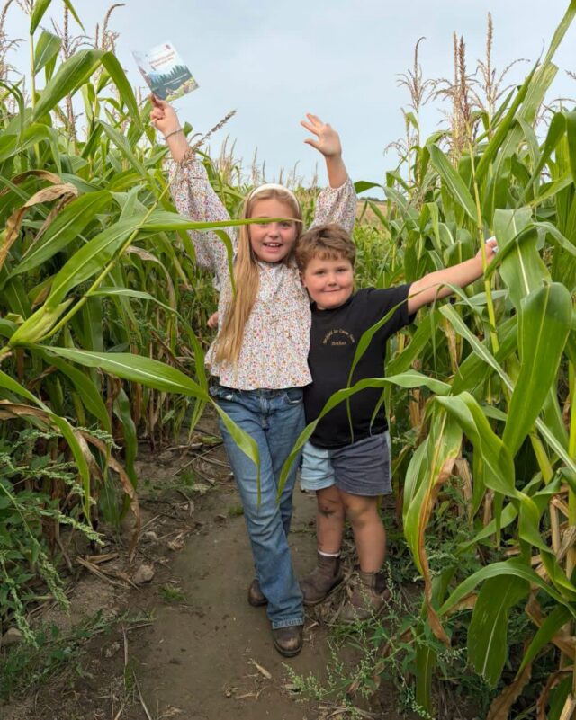 Maize maze